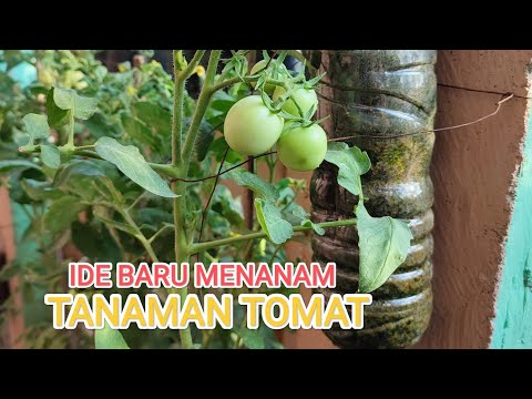 , title : 'Cara menanam tomat di botol secara terbalik, Di pekarangan'