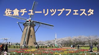 佐倉チューリップフェスタ