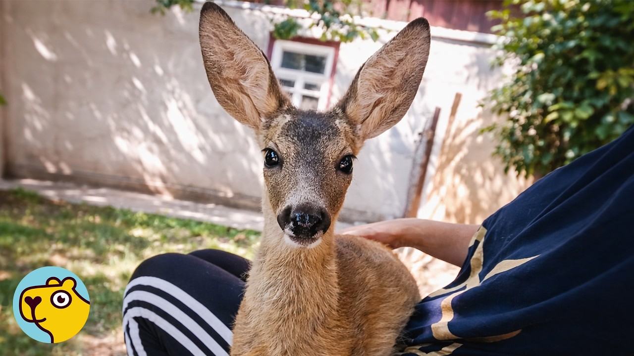 Woman Saved Tiny Deer. Now He Follows Her 24/7