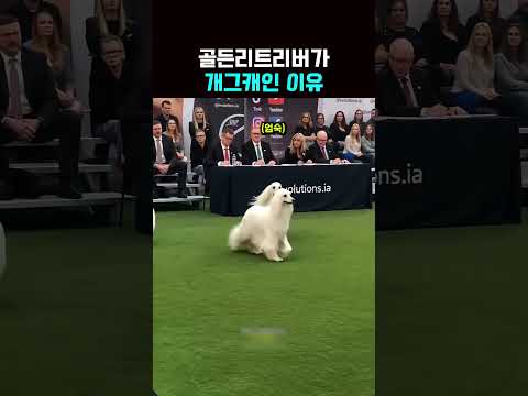 ❤️100만뷰❤️골든리트리버가 개그캐인 이유