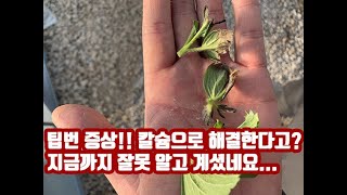 딸기 팁번 이유와 해결 방법 공개!! 자연이팜 딸기농장에는 팁번이 없는 이유