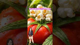 遺伝子編集でポップコーントマトが誕生