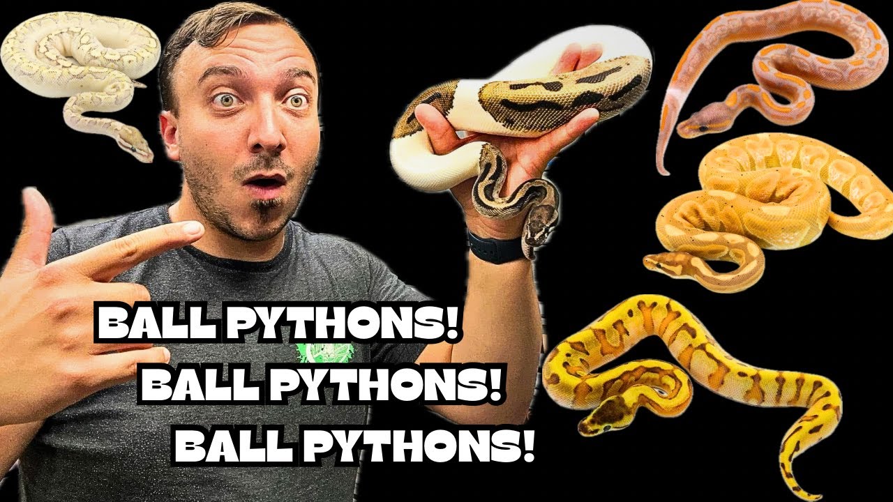 YOU'VE NEVER SEEN BALL PYTHONS LIKE THIS!