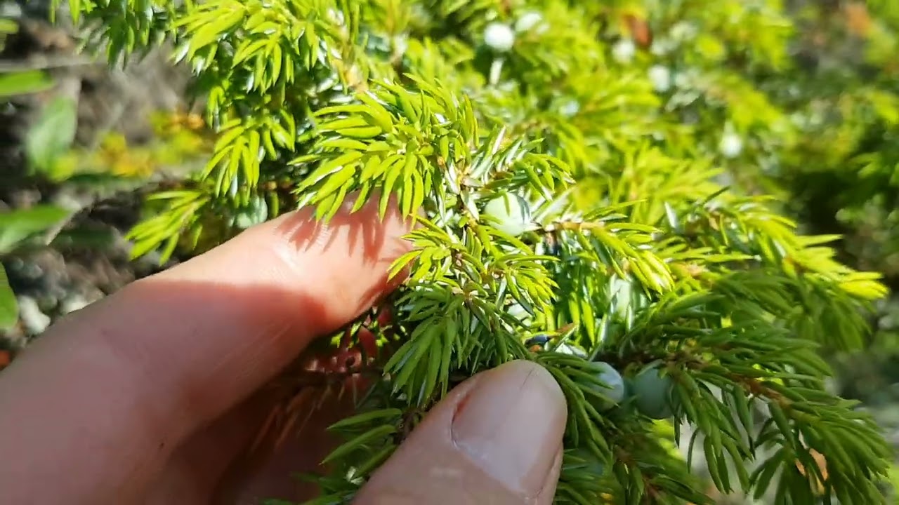common juniper (Juniperus communis) - YouTube