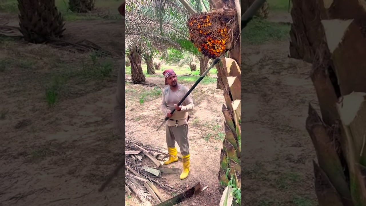 oil palm farmers' techniques for harvesting oil palm using traditional tools