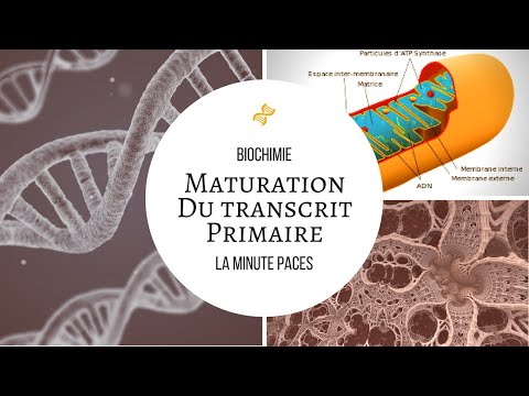 [Biochemistry] - Molecular Biology: Maturation of the primary transcript