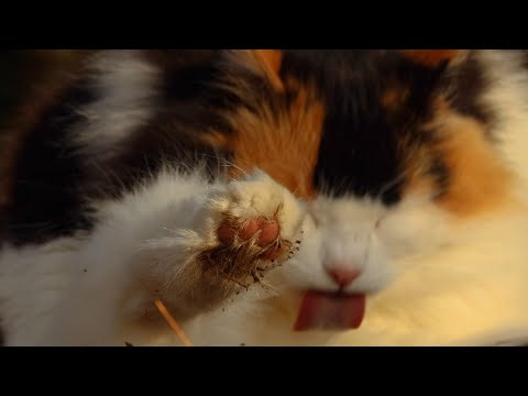 뚱뚱 미녀 고양이가 산골짜기를 점령하다.