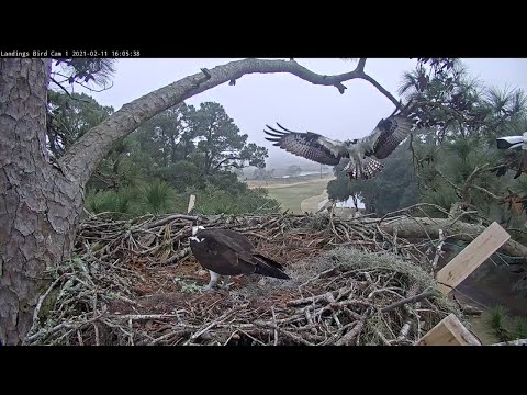 First Fish Delivery Of The Year! | Savannah Osprey Cam – Feb. 11, 2021