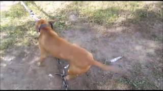 Brickyard Kennelz - Puttin' In Work