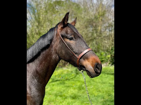 Ruin Andere paarden rassen Te koop 2020 Bruin / Bai