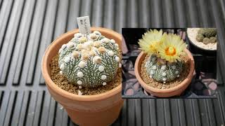 [品種紹介]多肉植物 サボテン Astrophytum asterias[アストロフィツム 兜丸]