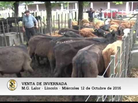 12-10-16 - Venta de Invernada - M.G. Lalor S.A. - Lincoln