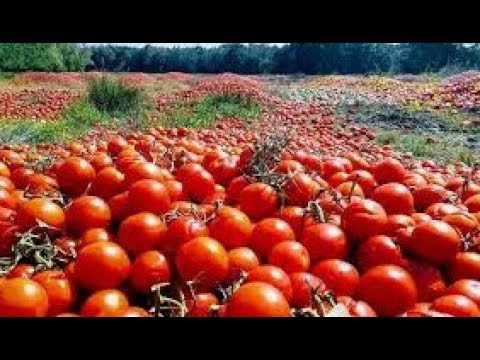 parazitózis emberben és megelőző intézkedések Gyógyszerek a HPP kezelésére