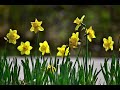 The Royal Philhamonic Orchestra - Can`t Stop The Classics