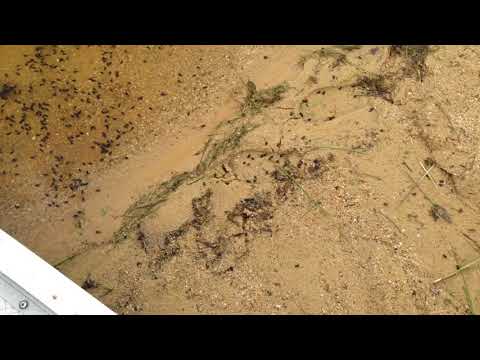 Clouds of tadpoles near the boat launch docks