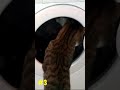 Top 5 Cats Reaction Vs Washing Machines Shorts