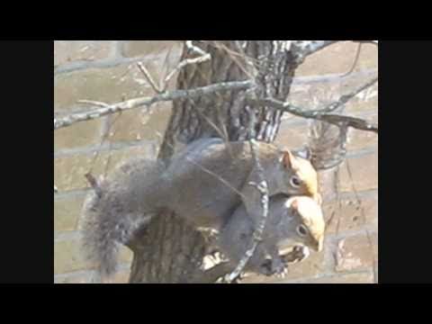 Squirrels in Love