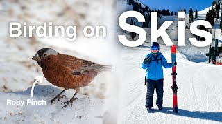 I Went Birding on Skis at Alta Ski Resort