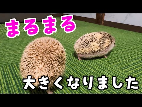 針が抜け落ち保護したハリネズミのその後。変化にびっくり！