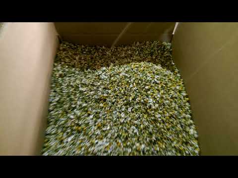 Processing line for dry chamomile