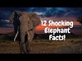 12 Shocking Elephant Facts You Never Knew