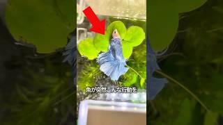 葉っぱの上に魚が登る理由