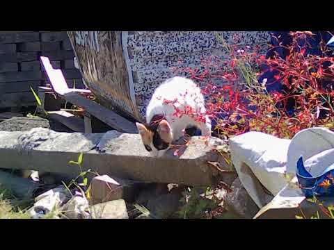 Arti & Buddha #2 - first time outside, Still a bit scary #Cat #Kittens