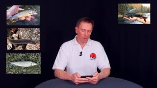 Федеральный закон о запрете рыбной ловли в нерестовый период