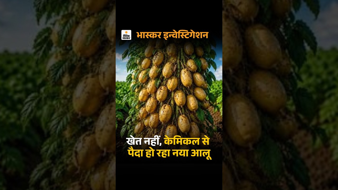 Nakli Aloo Video; UP Fake Potato Scam Racket Exposed | जमीन में नहीं, केमिकल से पैदा हो रहा नया आलू
