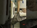 Face Time Between Grey Tabby Cat And Cream Tabby Cat Shorts