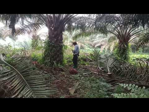 panen hari ini menghadapi 3 pisau senior bos ku, ada momen langka yg tak biasa