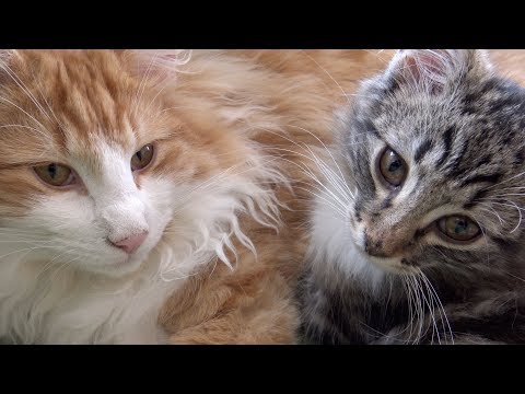 Norwegian Forest Cat/Norwegische Waldkatze Kitten - 3&6 Months/Monate - 4K-UHD