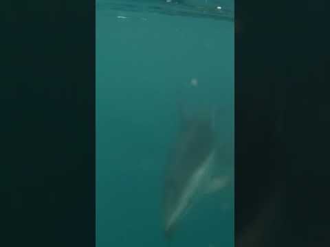 Duskys checking out surf ski underwater