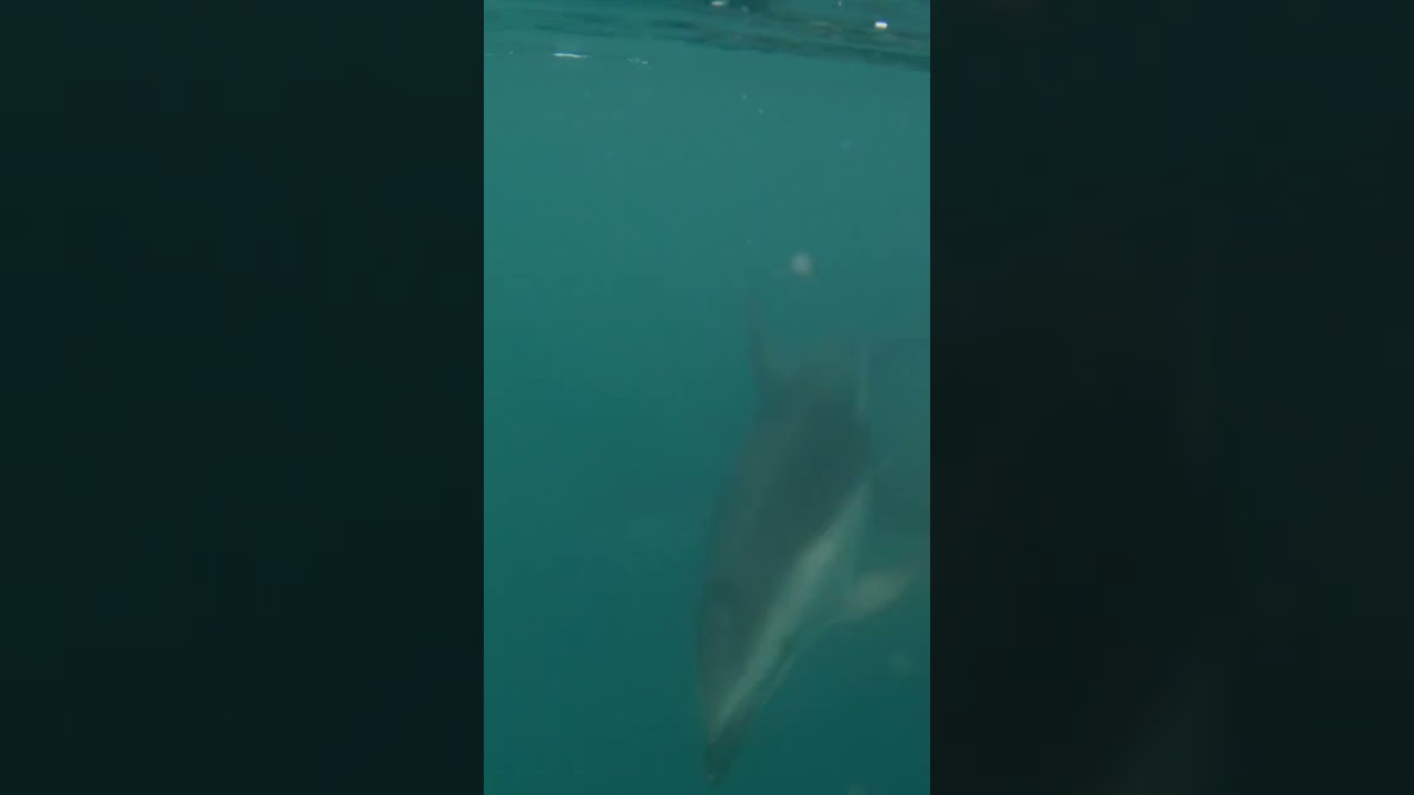 Duskys checking out surf ski underwater