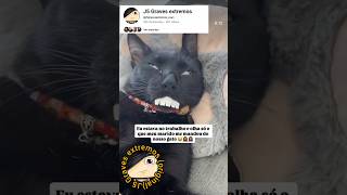 Eu estava no trabalho e olha só o que meu marido me mandou do nosso gato