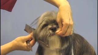 Shih Tzu Grooming by Richmond Hill Pet Grooming Studio