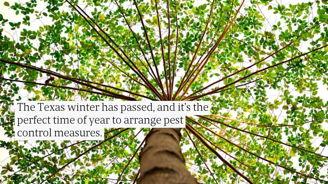 Book Certified Arborist Services In Coppell: Call Dinardo Tree Care For Maintenance