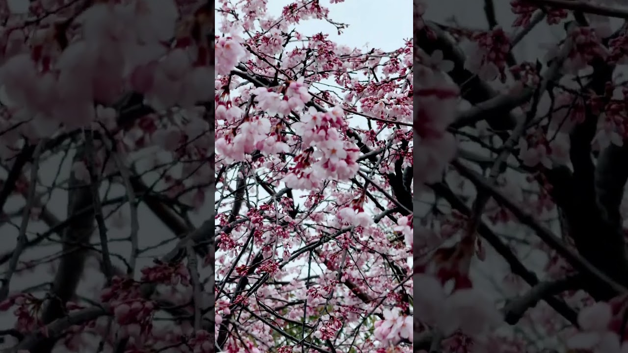 ဂျပန်မှာချယ်ရီတွေပွင့်ပြီ #ချယ်ရီ #ဂျပန် #cherry #ချယ်ရီပန်း #cherryblossom