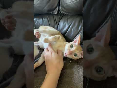 Two very different Cornish Rex cats
