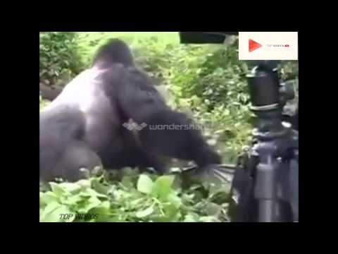 A gorilla's gentle reminder that he could easily kill you...