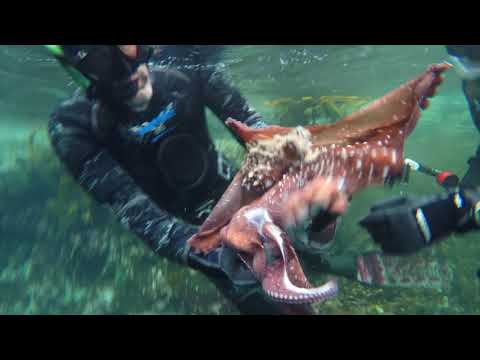 Wettie TV- The Seven Wonders of Freediving in Fiordland 2018