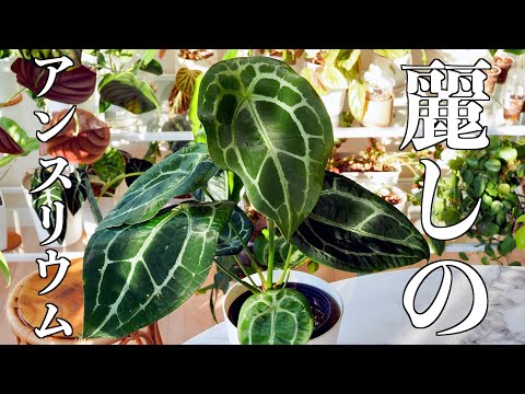 レネクローデン、ライネクローデン 植物