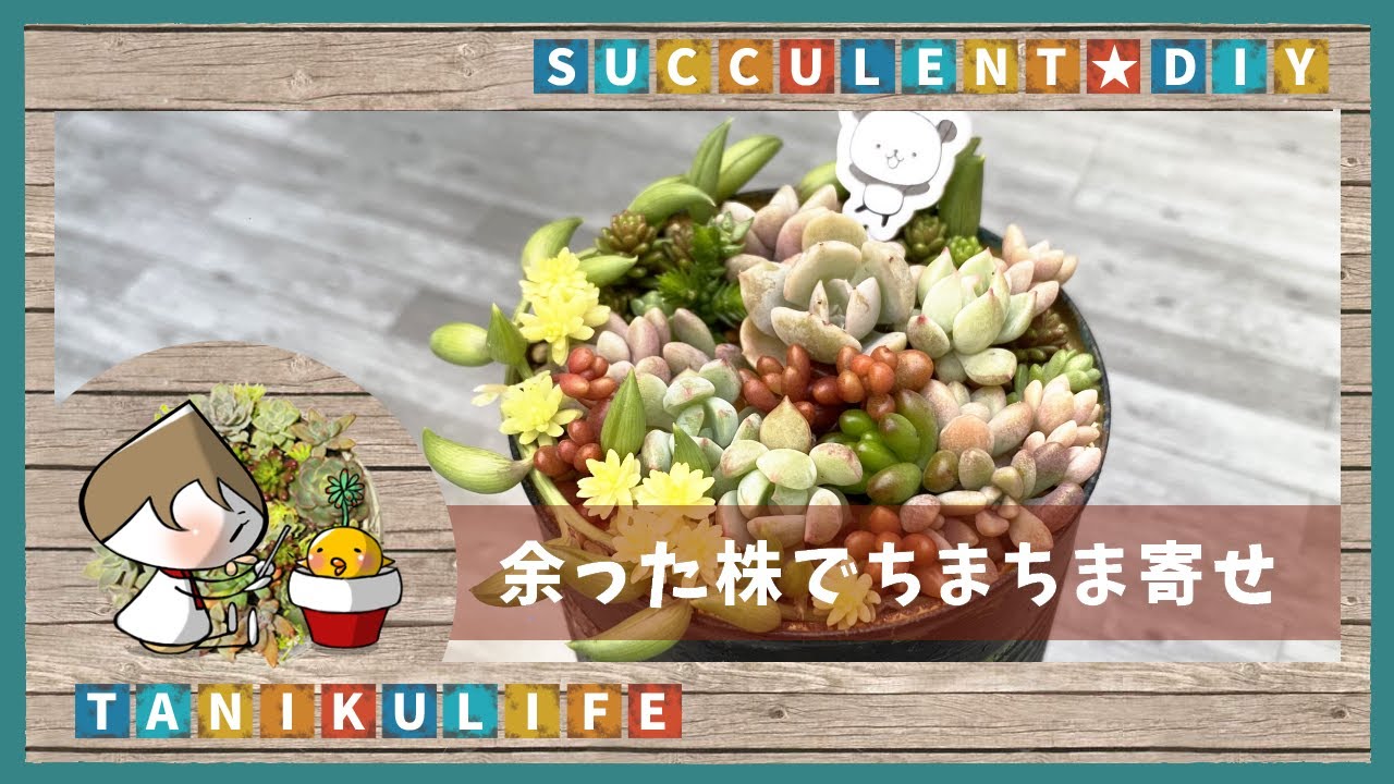 【多肉植物】余ったちんまい株でちまちま寄せしたん【succulent】