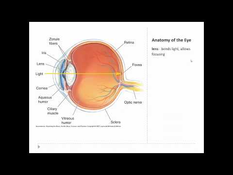 OSSM Neuro Chapter 9 - Anatomy of the eye