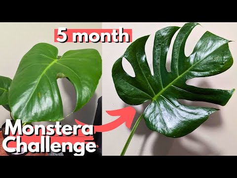 I grew this plant as FAST AS POSSIBLE