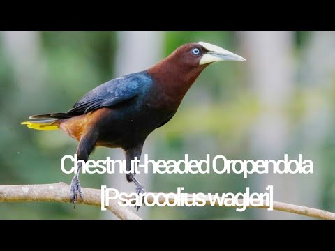 Chestnut-headed Oropendola[Psarocolius wagleri]