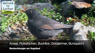 Amsel, Rotkehlchen, Buchfink, Goldammer, Buntspecht. Beobachtungen am Vogelbad