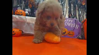 トイプードルの動画01