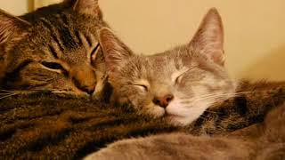 Kenny Rogers   Eyes That See In The Dark Lyrics