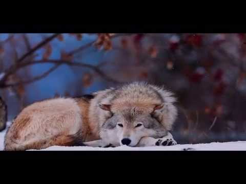 BiG WoLF ft NoRi - Krejt ndjenja